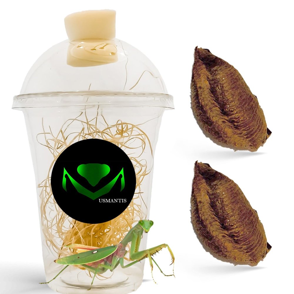 Religiosa Mantis Egg Case (Two Egg Case) - Hatch and Observe Growth