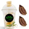 Religiosa Mantis Egg Case (Two Egg Case) - Hatch and Observe Growth view 1