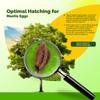 Religiosa Mantis Egg Case (Two Egg Case) - Hatch and Observe Growth view 2