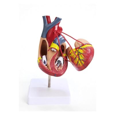 1:1 Human Heart Bypass Model, Life Size Human Heart Model,34 Anatomical Structures & Mounted Display Base & Number Manual for Classroom & Cardiology Use