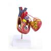 1:1 Human Heart Bypass Model, Life Size Human Heart Model,34 Anatomical Structures & Mounted Display Base & Number Manual for Classroom & Cardiology Use view 1