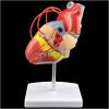 1:1 Human Heart Bypass Model, Life Size Human Heart Model,34 Anatomical Structures & Mounted Display Base & Number Manual for Classroom & Cardiology Use view 2