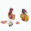 1:1 Human Heart Bypass Model, Life Size Human Heart Model,34 Anatomical Structures & Mounted Display Base & Number Manual for Classroom & Cardiology Use view 3