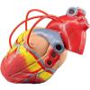1:1 Human Heart Bypass Model, Life Size Human Heart Model,34 Anatomical Structures & Mounted Display Base & Number Manual for Classroom & Cardiology Use view 4