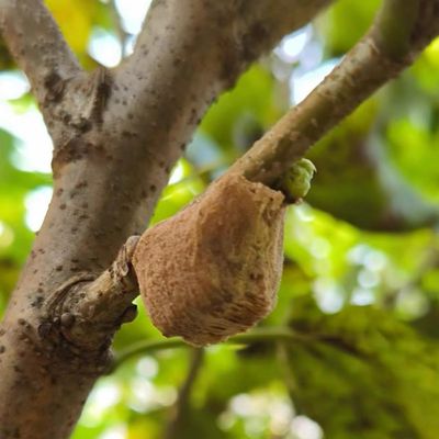 5- Mantis Eggshell - Mantis Egg Hatching Kit