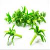 2 Bunch Miniature Bird's Nest Fern Clay Flower Dollhouse 1:12 Fairy Garden 17180 view 1