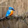 Aetheria Kingfisher Bird Animal Building Set, Build Your Animal Buildings Creative MOC Bird Gifts Home & Office Dcor Ornament for Adults - 150 Pieces view 2