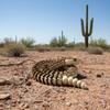 Yipintang 3D Printed Rattlesnake Model - 18 inches Fully Articulated Desert Serpent - Detailed Collectible & Home Decor - Flexible Desk Fidget & Display Figurine view 2