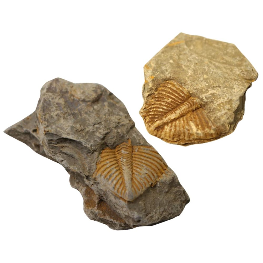 Abaodam 2Pcs Trilobite Paleontology Specimens Educational Teaching Tools Prehistoric Science Ornaments for Home Decor and