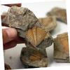 Abaodam 2Pcs Trilobite Paleontology Specimens Educational Teaching Tools Prehistoric Science Ornaments for Home Decor and view 2
