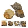 Abaodam 2Pcs Trilobite Paleontology Specimens Educational Teaching Tools Prehistoric Science Ornaments for Home Decor and view 3