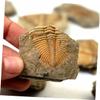 Abaodam 2Pcs Trilobite Paleontology Specimens Educational Teaching Tools Prehistoric Science Ornaments for Home Decor and view 4