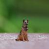 1:64 Scale Tiny Dog Micro Landscape Hand Painted Figurines Decor view 2