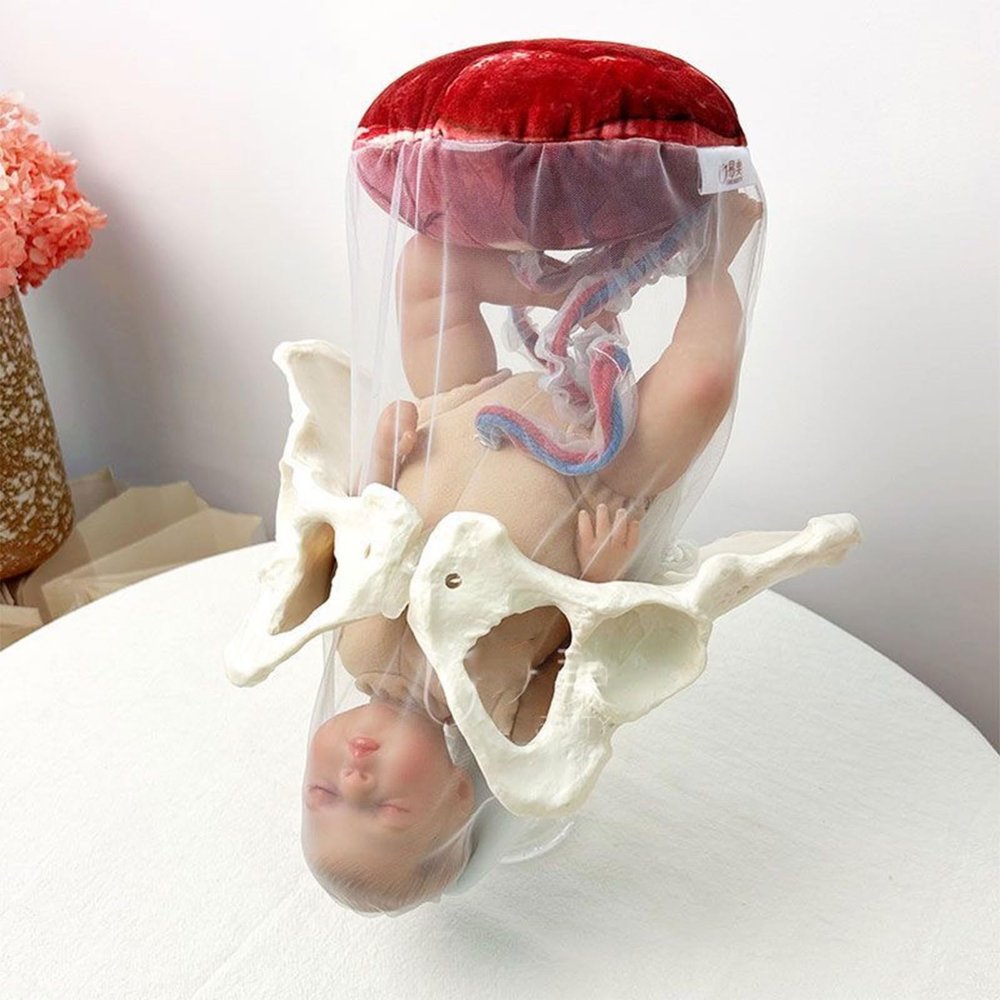 buyzg Female Pelvis Childbirth Model,Childbirth Demonstration Pelvic Model,Umbilical Cord/Placenta-Childbirth Simulator for Study Display Teaching Medical(B)