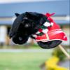 LeMieux Hobby Horse Spike - Handsome Black - Realistic Head - Perfect for Kids view 3