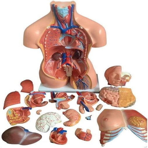 1pc Human Body Deluxe Anatomy Model - 23 Removable Parts, Life-Size for Healthcare use Students and Science Learning