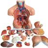 1pc Human Body Deluxe Anatomy Model - 23 Removable Parts, Life-Size for Healthcare use Students and Science Learning view 1