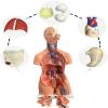 1pc Human Body Deluxe Anatomy Model - 23 Removable Parts, Life-Size for Healthcare use Students and Science Learning view 2