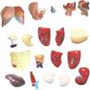 1pc Human Body Deluxe Anatomy Model - 23 Removable Parts, Life-Size for Healthcare use Students and Science Learning view 3