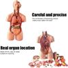 1pc Human Body Deluxe Anatomy Model - 23 Removable Parts, Life-Size for Healthcare use Students and Science Learning view 4