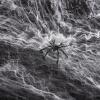 Abaodam 1 Set Halloween Spider Web with Spiders - 700sqft Glow in The Dark Stretchy Cobweb with Small Realistic Plastic Insect for Halloween Haunted House Party Decorations view 3
