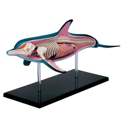 4D Dolphin Model Animal Assembled Figure Education Kit Gift, Animal Anatomy Model for Teaching Demonstration Science Study