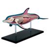 4D Dolphin Model Animal Assembled Figure Education Kit Gift, Animal Anatomy Model for Teaching Demonstration Science Study view 1