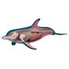 4D Dolphin Model Animal Assembled Figure Education Kit Gift, Animal Anatomy Model for Teaching Demonstration Science Study view 2
