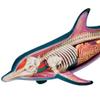 4D Dolphin Model Animal Assembled Figure Education Kit Gift, Animal Anatomy Model for Teaching Demonstration Science Study view 3