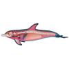 4D Dolphin Model Animal Assembled Figure Education Kit Gift, Animal Anatomy Model for Teaching Demonstration Science Study view 4