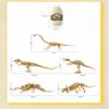 Dinosaur Structure Model Skeleton with Detachable and Assemblable Design (Triceratops) view 2