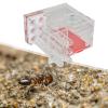 Bothyi ANT Housing Nest Habitat DIY Supplies Learning Cage Workshop for Childrens Day Lovers Kitchen Tabletop Living Room, 1.5cm view 2
