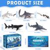13 Pack Shark Toys Set with Booklet and Gift Box, Realistic Plastic Shark Figurines, Sea Creature Toy for Kid, Shark Party Decoration, Cake Topper, Educational Ocean Animals for Toddlers, Boys Girls view 3