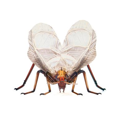 3D Acrylic Cicada Model Kit DIY Assembly Craft Educational Display Figurine Home Office Decoration Collectible Insect Sculpture (Earworm)