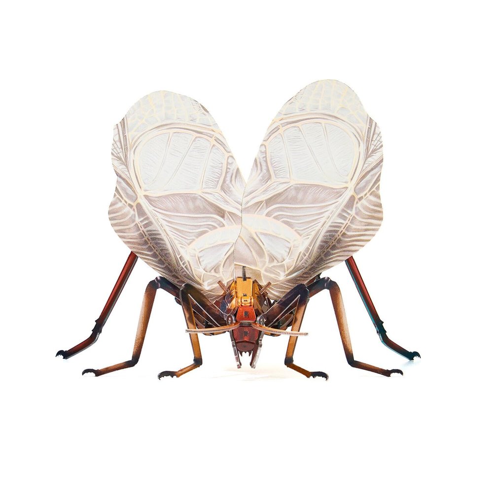 3D Acrylic Cicada Model Kit DIY Assembly Craft Educational Display Figurine Home Office Decoration Collectible Insect Sculpture (Earworm)