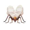 3D Acrylic Cicada Model Kit DIY Assembly Craft Educational Display Figurine Home Office Decoration Collectible Insect Sculpture (Earworm) view 1