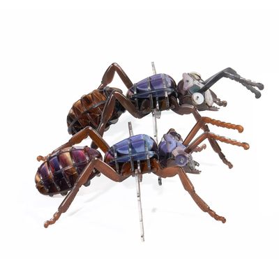 3D Acrylic Cicada Model Kit DIY Assembly Craft Educational Display Figurine Home Office Decoration Collectible Insect Sculpture (Arched ant)