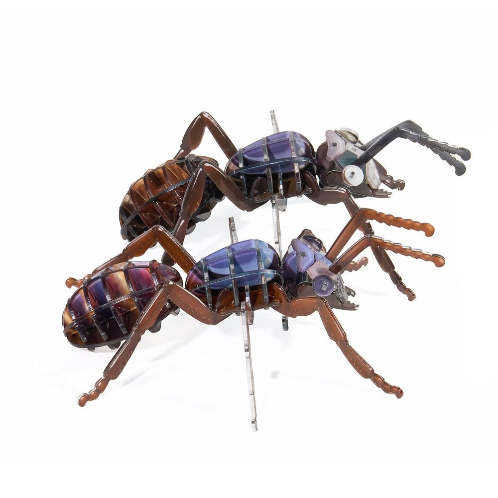 3D Acrylic Cicada Model Kit DIY Assembly Craft Educational Display Figurine Home Office Decoration Collectible Insect Sculpture (Arched ant)
