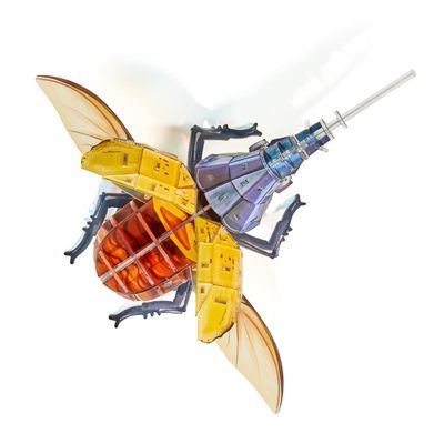 3D Acrylic Cicada Model Kit DIY Assembly Craft Educational Display Figurine Home Office Decoration Collectible Insect Sculpture (Acteon Beetle)