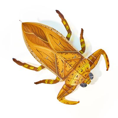 3D Acrylic Cicada Model Kit DIY Assembly Craft Educational Display Figurine Home Office Decoration Collectible Insect Sculpture (Giant Water Bug)