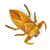 3D Acrylic Cicada Model Kit DIY Assembly Craft Educational Display Figurine Home Office Decoration Collectible Insect Sculpture (Giant Water Bug) view 1