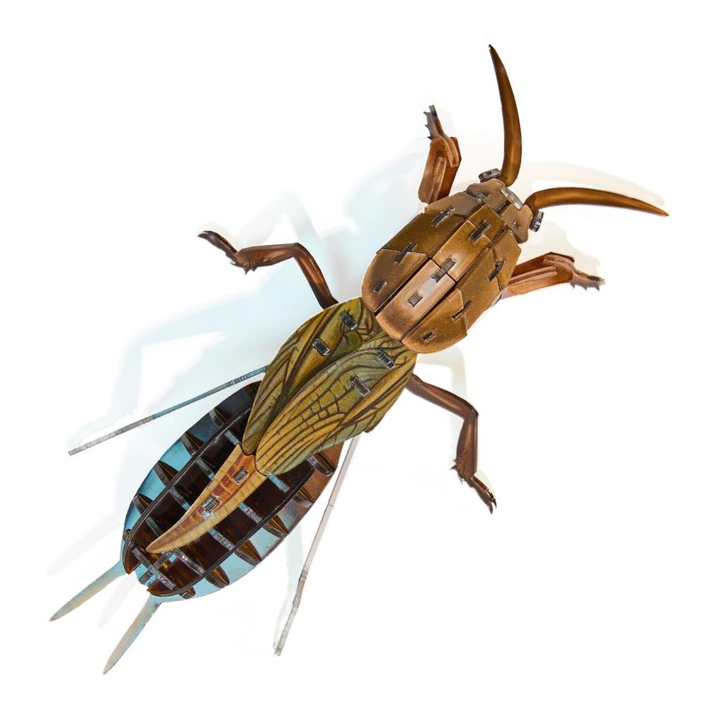 3D Acrylic Cicada Model Kit DIY Assembly Craft Educational Display Figurine Home Office Decoration Collectible Insect Sculpture (mole Cricket)