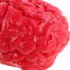 2pcs Fake Human Brains Halloween Props, Realistic Latex Brain Body Parts for Halloween Party Decoration view 3