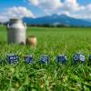Cow Dice Set MOOlissa by Q-Workshop | Ages 14+ | 1+ Players view 3
