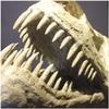 Animal Model Dinosaur Skull - Resin Model Tyrannosaurus Rex Skull Cretaceous Dinosaur Skull Exemplary Replication - for Archaeological Resear Pets, Toy,to view 2