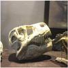 Animal Model Dinosaur Skull - Resin Model Tyrannosaurus Rex Skull Cretaceous Dinosaur Skull Exemplary Replication - for Archaeological Resear Pets, Toy,to view 3