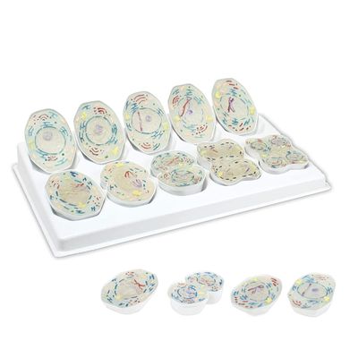 10,000X Animal Meiosis 3D Model 10 Stage Meiosis Demonstration Biology Classroom Cell Division Three-Open Cell Organelles Pieces Equipped with Stand