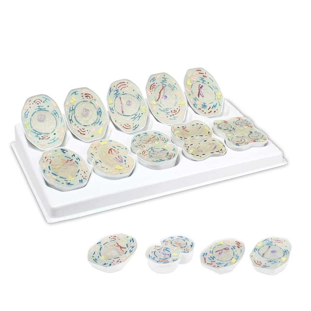 10,000X Animal Meiosis 3D Model 10 Stage Meiosis Demonstration Biology Classroom Cell Division Three-Open Cell Organelles Pieces Equipped with Stand