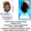 2 Times Magnification Human Kidney Anatomical Model, with Accurate Anatomy Structure & Clear Texture & Digital Labeled view 2