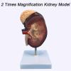 2 Times Magnification Human Kidney Anatomical Model, with Accurate Anatomy Structure & Clear Texture & Digital Labeled view 3